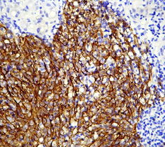 廣州深達(dá)生物制品技術(shù) 創(chuàng)新驅(qū)動(dòng)，引領(lǐng)生物科技新未來(lái)